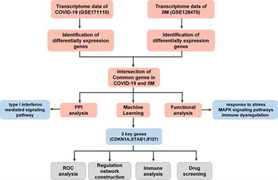 Deciphering the crosstalk of immune dysregulation between COVID-19 and idiopathic inflammatory myopathy